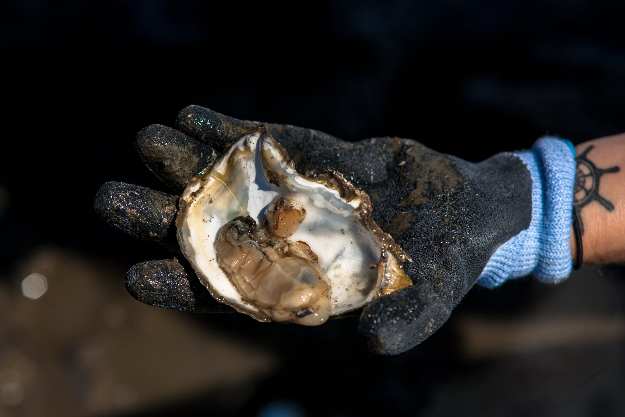 Experience Willapa Bay Oysters Dining in Pacific County