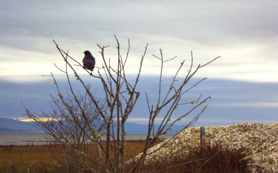 Bird and Wildlife Photography from Beach to Bay