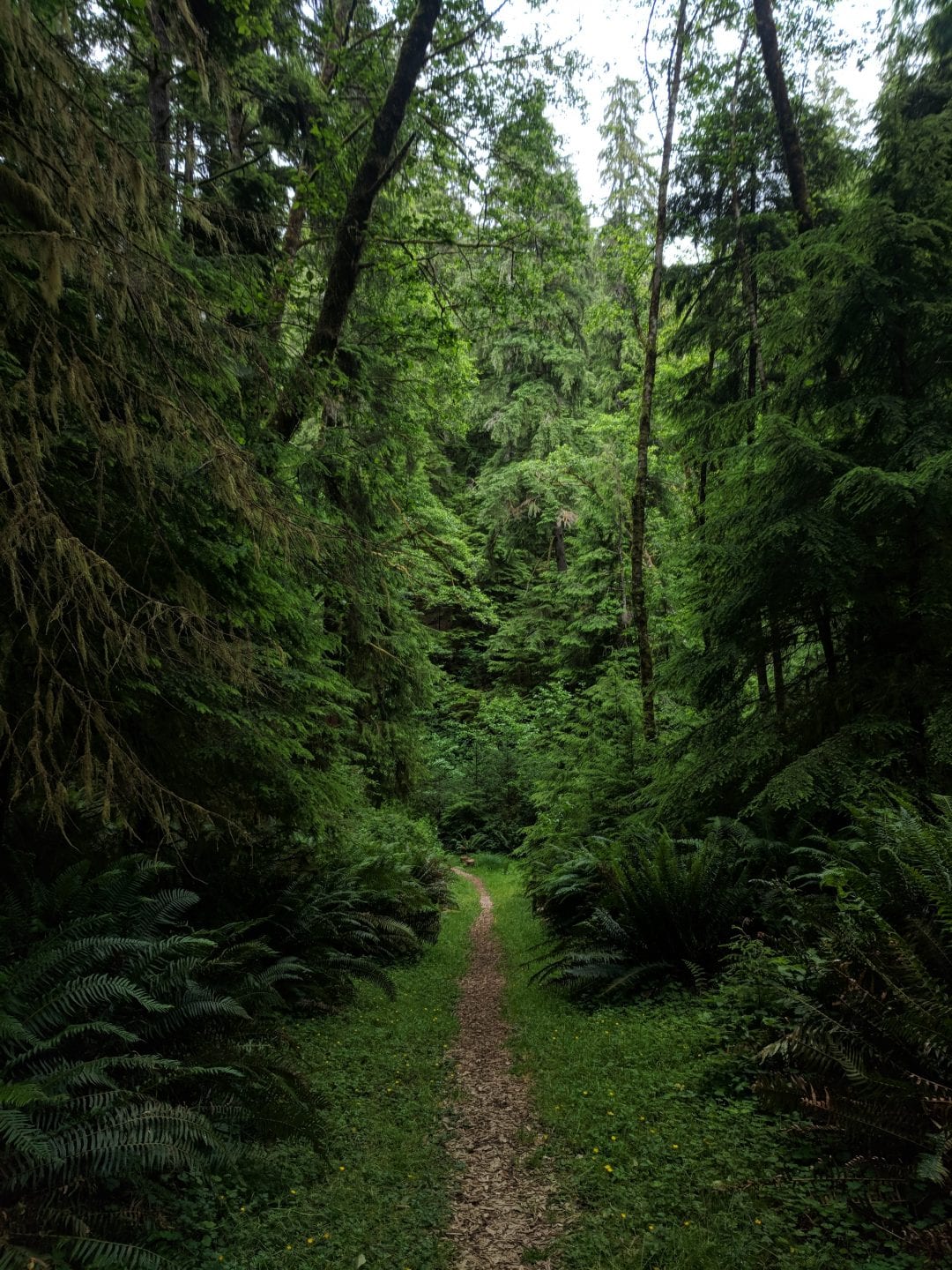 Birds And Wildlife On Washington's Long Beach Peninsula