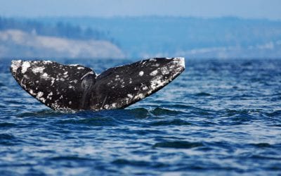 Experiencing the Gray Whale Migration