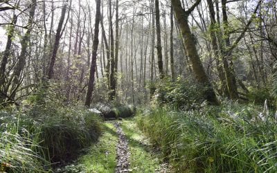 A trail leading through a forest with tall grass and trees in the town of Ilwaco.