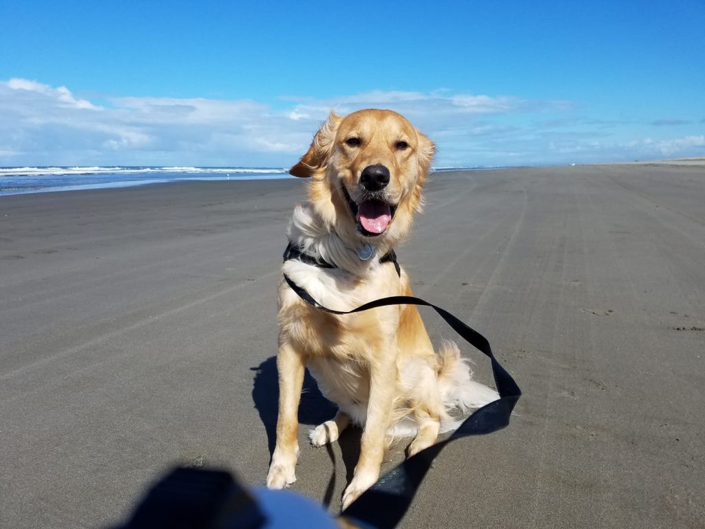 A leashed dog sitting. ona dog-friendly beach.