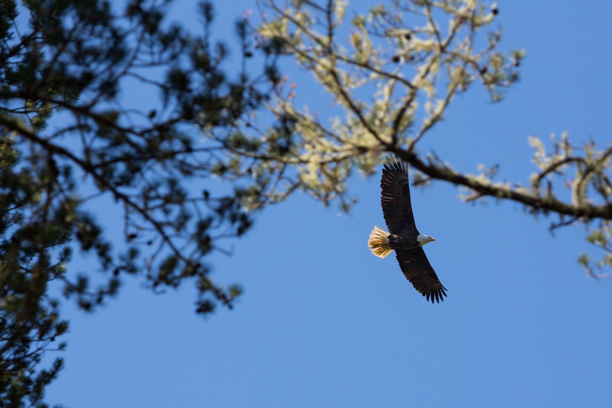 A bald eagle at Leadbetter Point