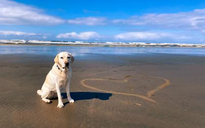 Fur-ever Love: Reasons to Have a Doggy Date in Pacific County