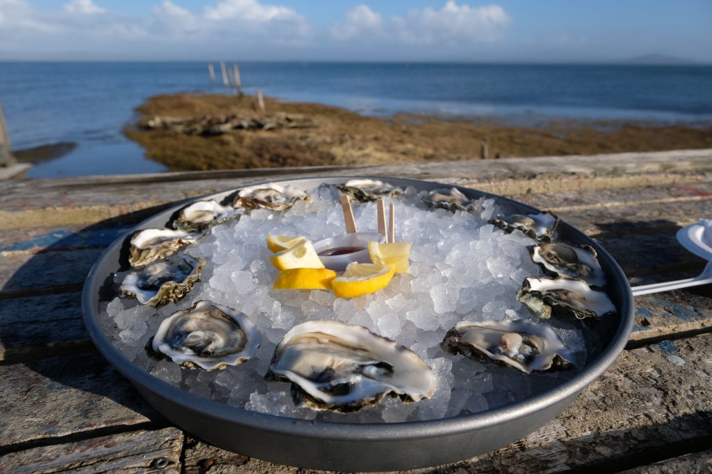 4. Oysters in Pacific County - Oysterville