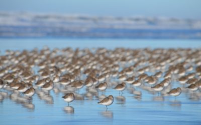 Birdwatching in Washington: Your Guide to Wings in Wilderness