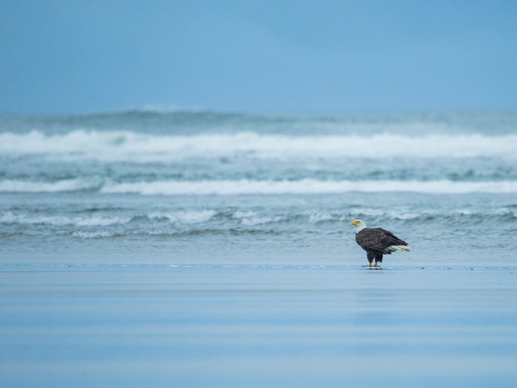 Birdwatching in Washington: Your Guide to Wings in Wilderness