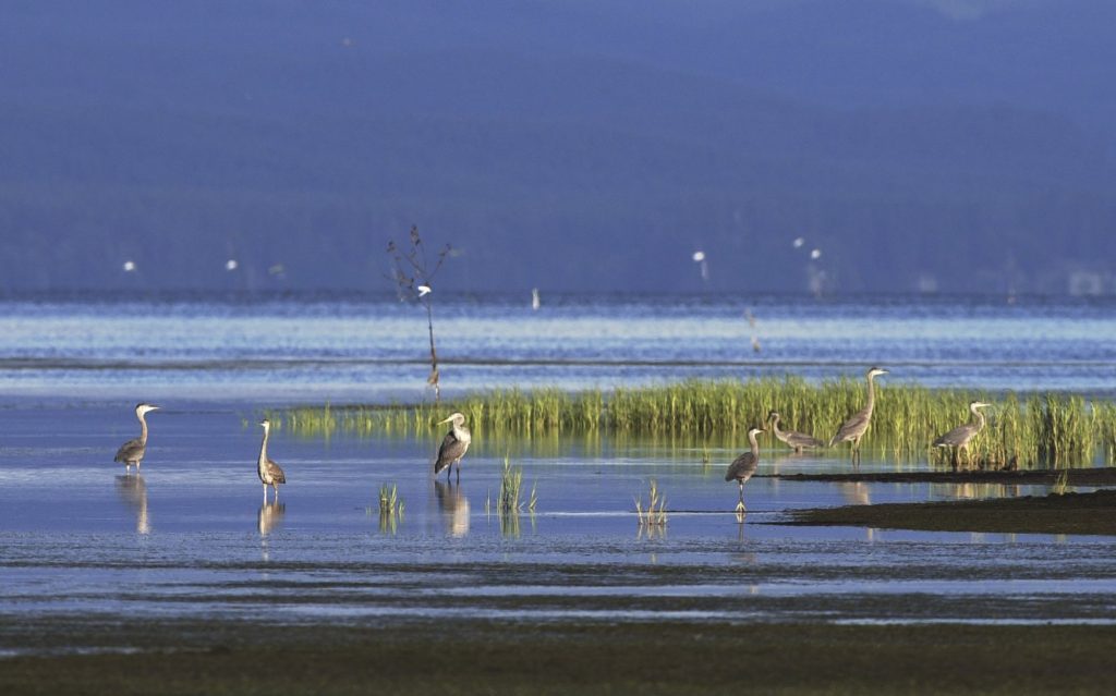 Find Yourself on Washington's Evergreen Coast