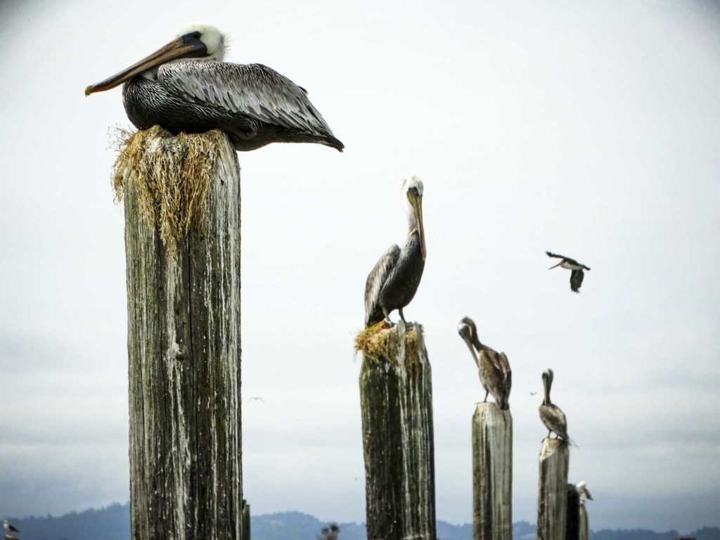 Birdwatching in Washington: Your Guide to Wings in Wilderness