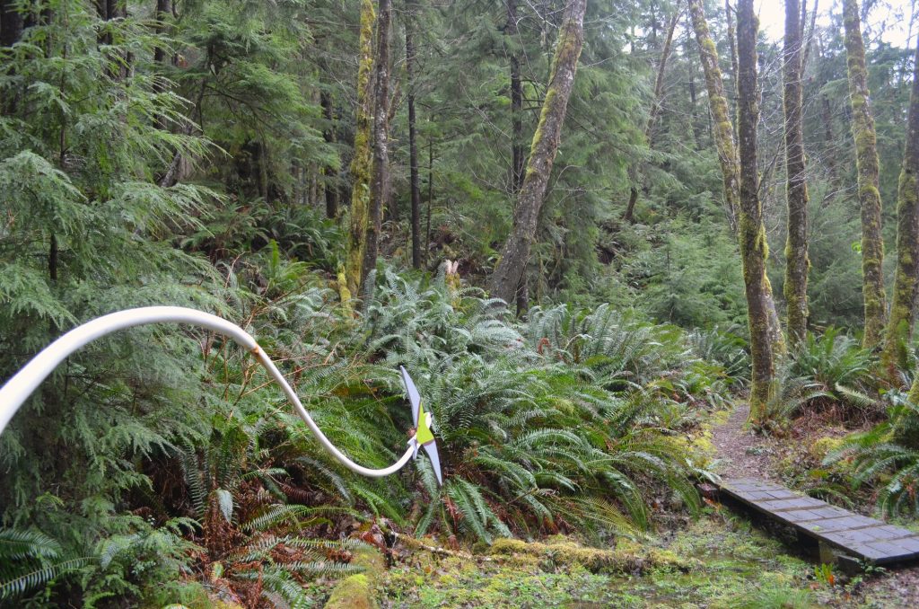 Hiking Washington’s Evergreen Coast: When Forest Meets the Sea