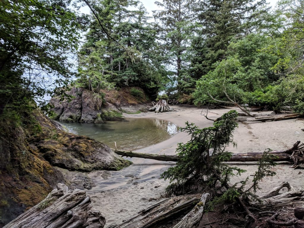 Hiking Washington’s Evergreen Coast: When Forest Meets the Sea