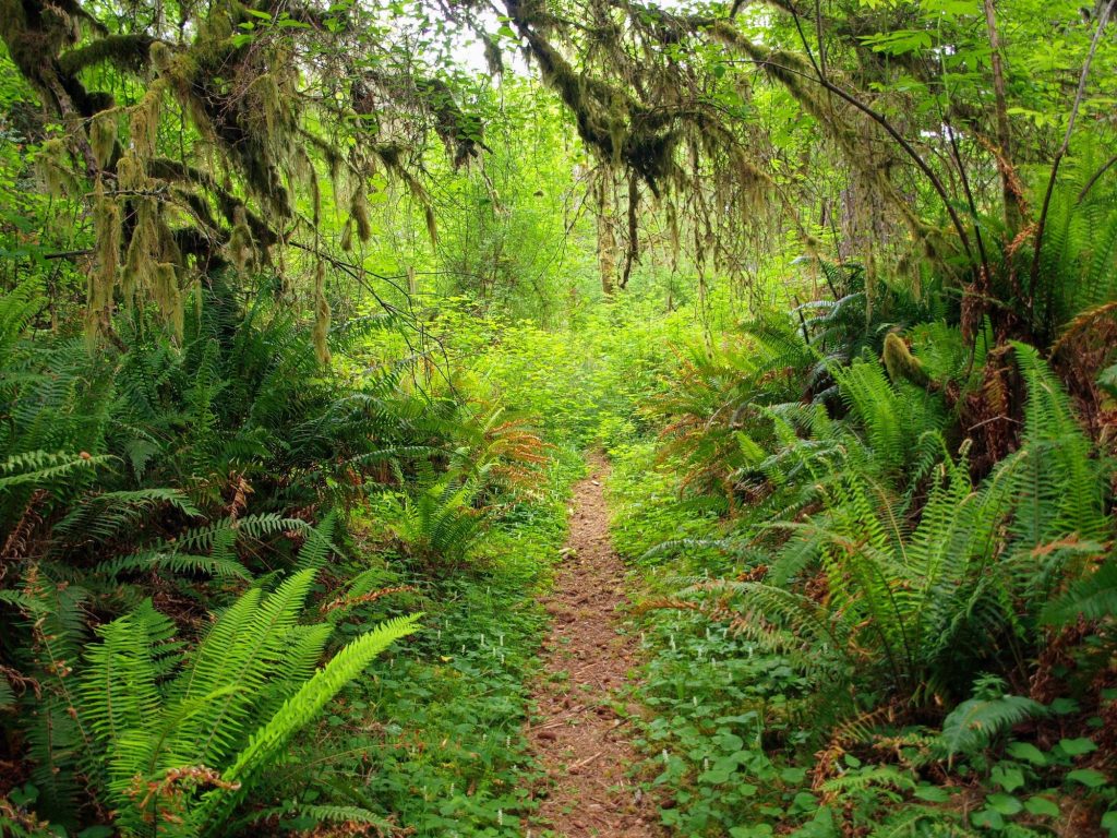 Hiking Washington’s Evergreen Coast: When Forest Meets the Sea