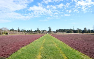 Washington Cranberries: The Ruby Heart of the Evergreen Coast