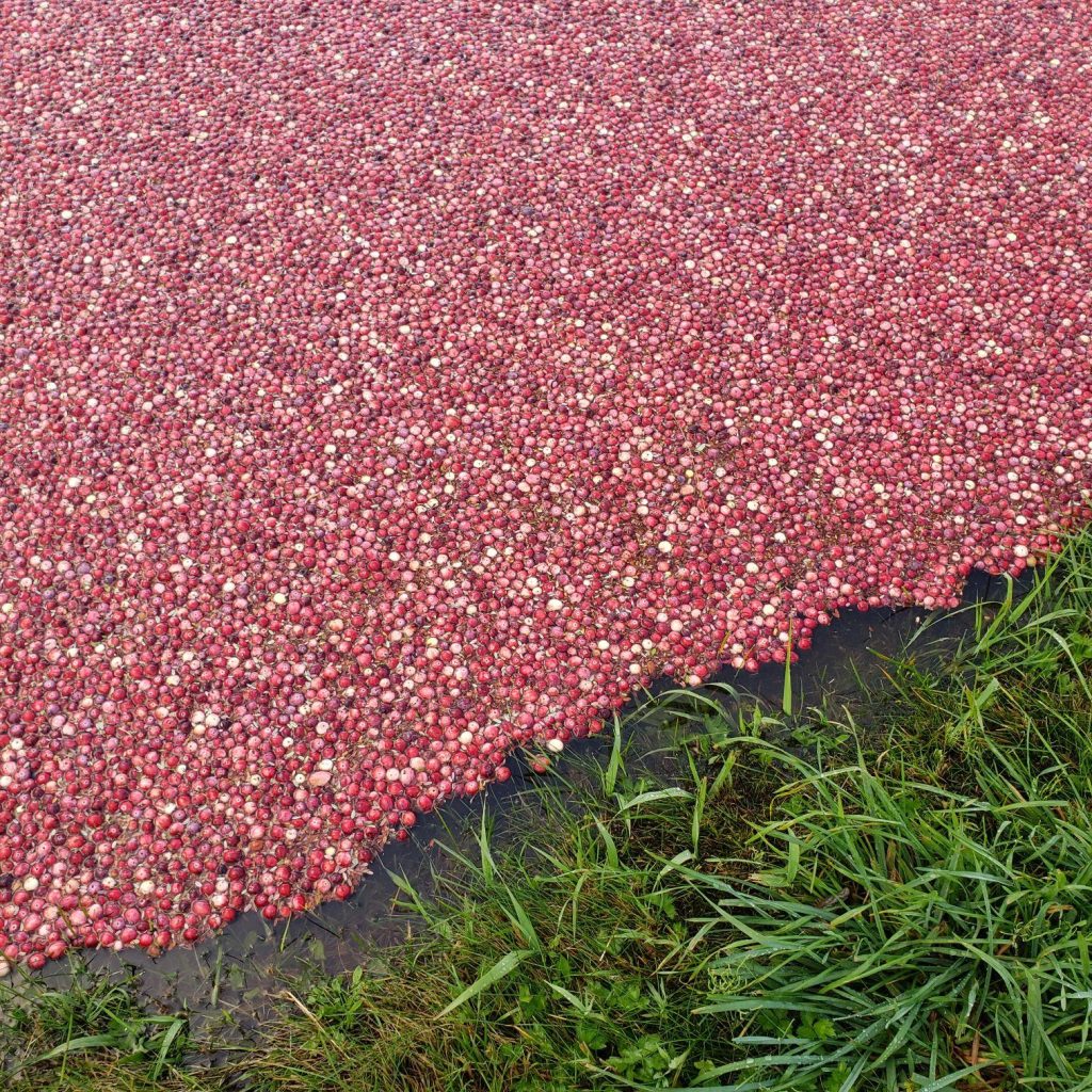 Washington Cranberries