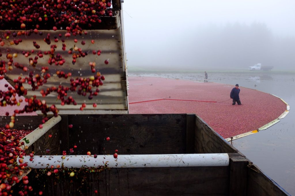 Washington Cranberries: The Ruby Heart of the Evergreen Coast