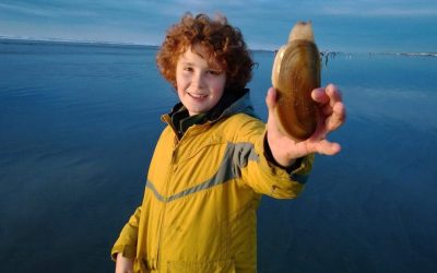 A child standing in shallow water holding up a shell in the town of Nahcotta.