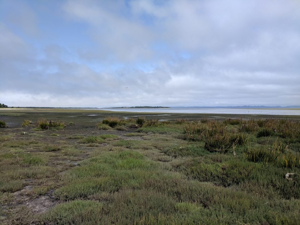 Leadbetter Point State Park, perfect for families. nature adventures, and wildlife exploration near Long Beach, WA.