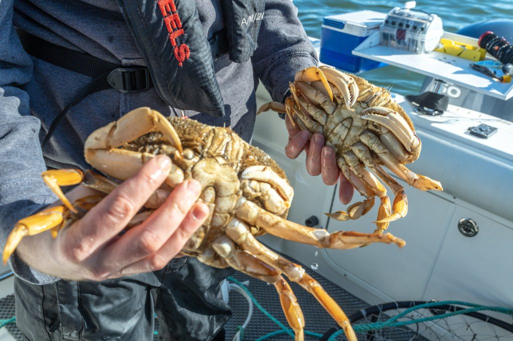 Seasonal Seafood in Washington: Your Gifts from the Ocean