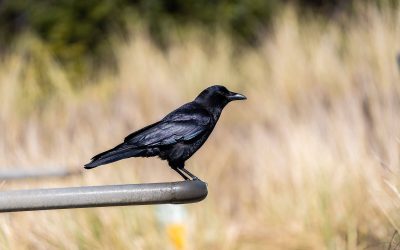 A close up of a small black bird perched on a metal bar, and tall grass in the background.