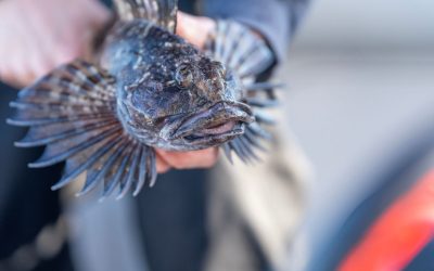 A person holding a fish with outstretched, spiny fins.