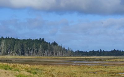 A wide open field of grass with large muddy areas scattered throughout and a forest of trees in the background.