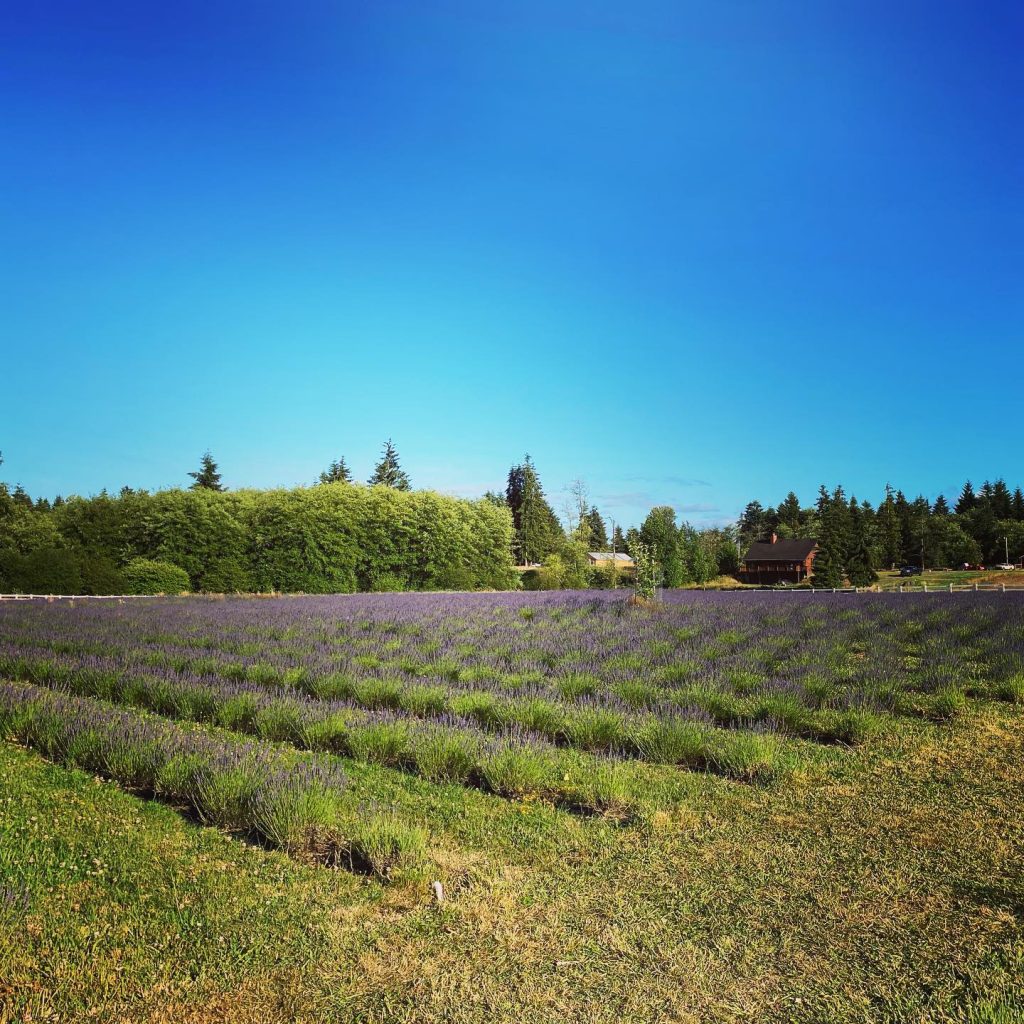 Willapa Valley Lavender Farm